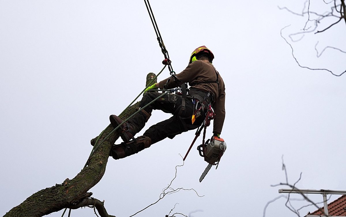 Arborist in a climbing harness cutting a limb with a chainsaw (Florida tree trimmer insurance)